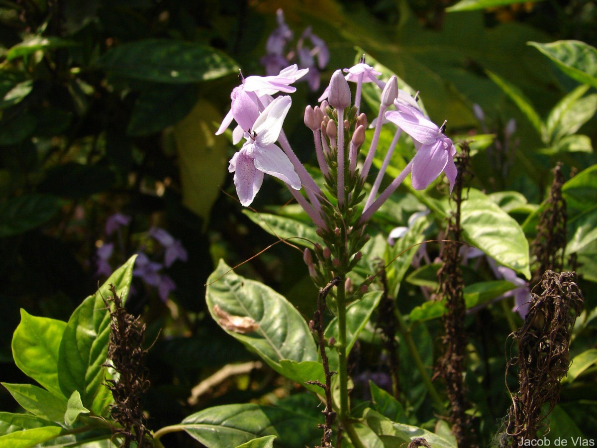 Pseuderanthemum graciliflorum (Nees) Ridl.